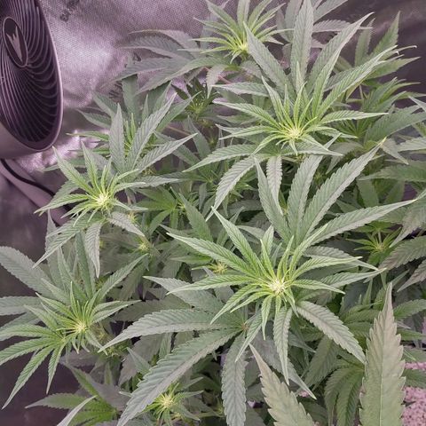 Trichome Orchards growlog photo: At lights on