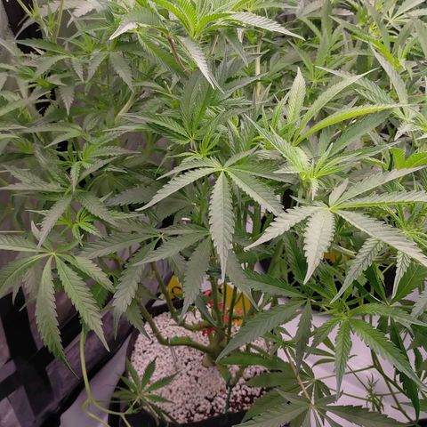 Trichome Orchards growlog photo: At lights on