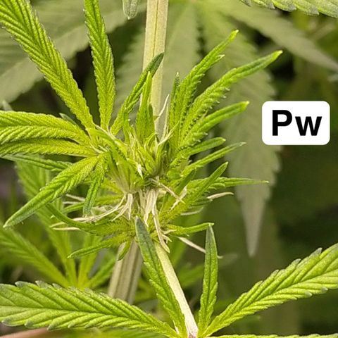 Trichome Orchards growlog photo: Just at lights on
