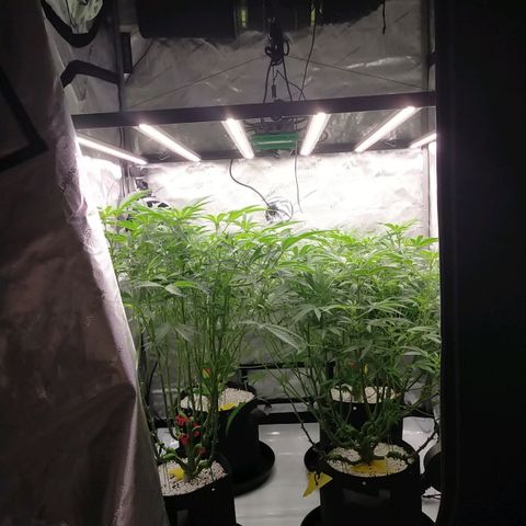 Trichome Orchards growlog photo: Just at lights on