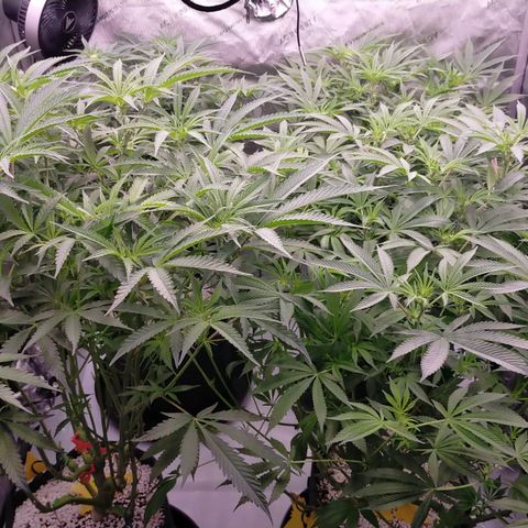 Trichome Orchards growlog photo: Just at lights on
