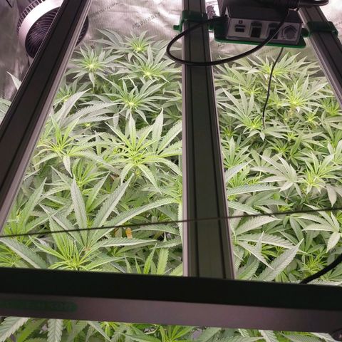 Trichome Orchards growlog photo: Just at lights on