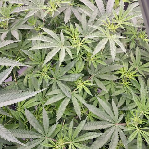 Trichome Orchards growlog photo: Just at lights on