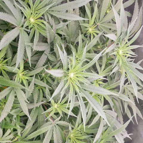 Trichome Orchards growlog photo: Just at lights on