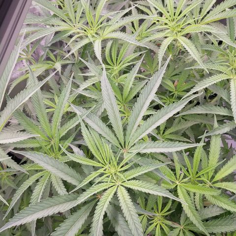 Trichome Orchards growlog photo: Just at lights on