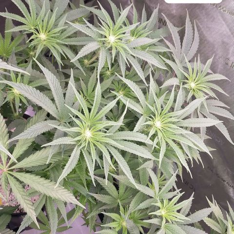 Trichome Orchards growlog photo: Just at lights on