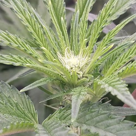 Trichome Orchards growlog photo: Just at lights on
