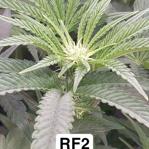 Trichome Orchards growlog photo: Just at lights on