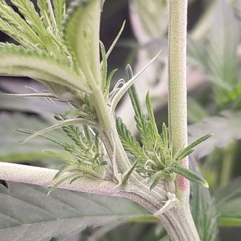 Trichome Orchards growlog photo: Just at lights on