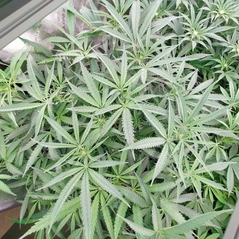 Trichome Orchards growlog photo: Taking photos differently - think it's more like real life