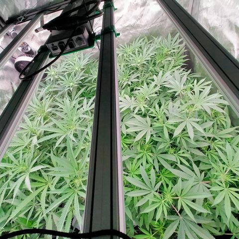 Trichome Orchards growlog photo: Taking photos differently - think it's more like real life