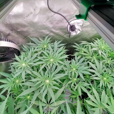 Trichome Orchards growlog photo: Taking photos differently - think it's more like real life