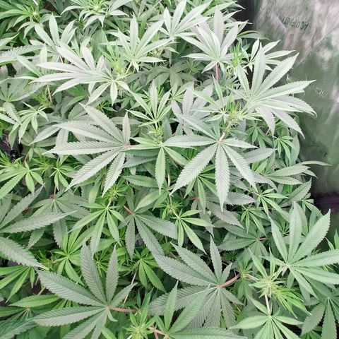 Trichome Orchards growlog photo: Taking photos differently - think it's more like real life