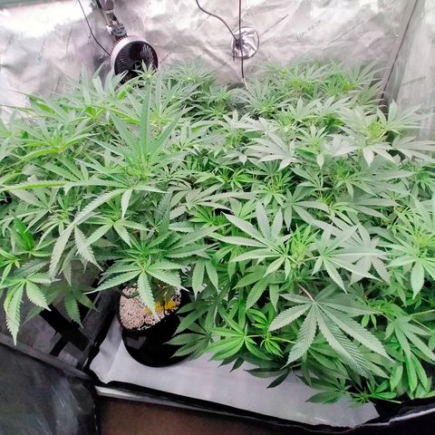 Trichome Orchards growlog photo: Taking photos differently - think it's more like real life
