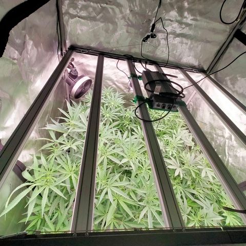 Trichome Orchards growlog photo: Taking photos differently - think it's more like real life