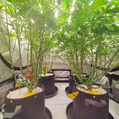 Trichome Orchards growlog photo: Taking photos differently - think it's more like real life