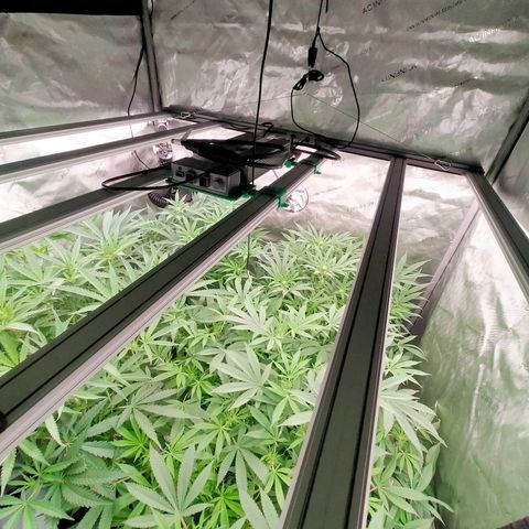 Trichome Orchards growlog photo: Taking photos differently - think it's more like real life