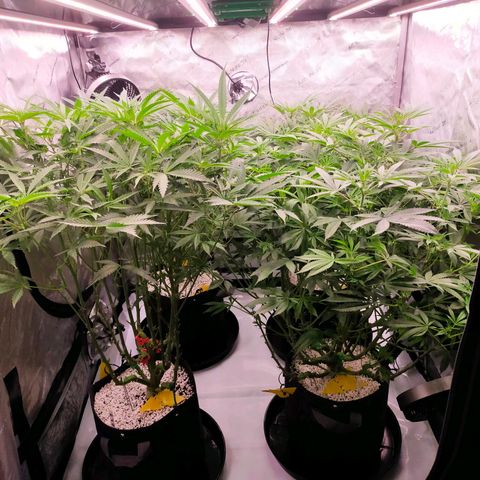 Trichome Orchards growlog photo: Taking photos differently - think it's more like real life