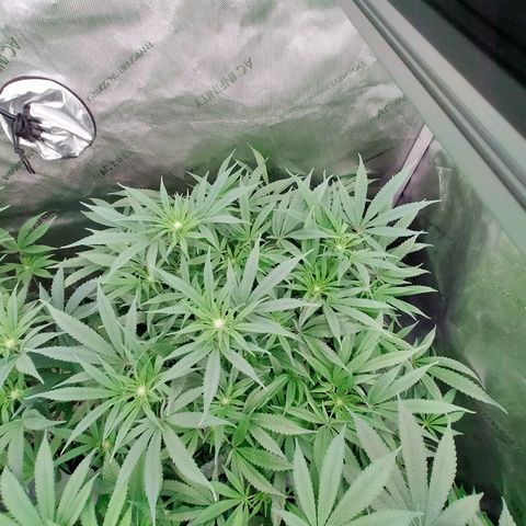 Trichome Orchards growlog photo: Taking photos differently - think it's more like real life