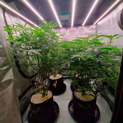 Trichome Orchards growlog timeline photo