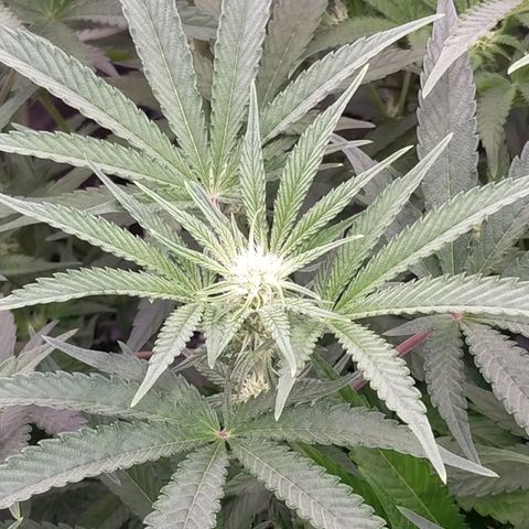 Trichome Orchards growlog timeline photo