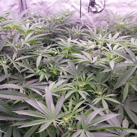 Trichome Orchards growlog timeline photo