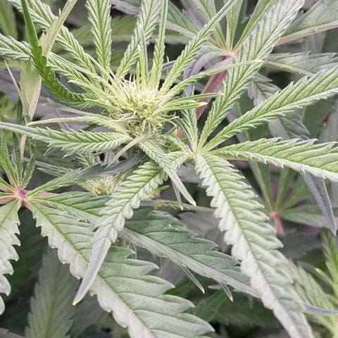 Trichome Orchards growlog timeline photo