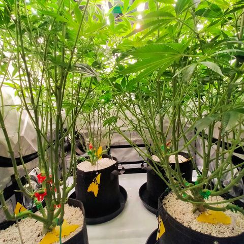 Trichome Orchards growlog timeline photo
