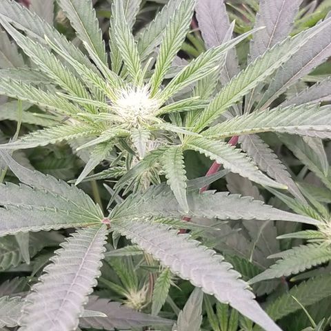 Trichome Orchards growlog timeline photo