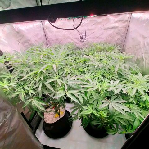Trichome Orchards growlog timeline photo