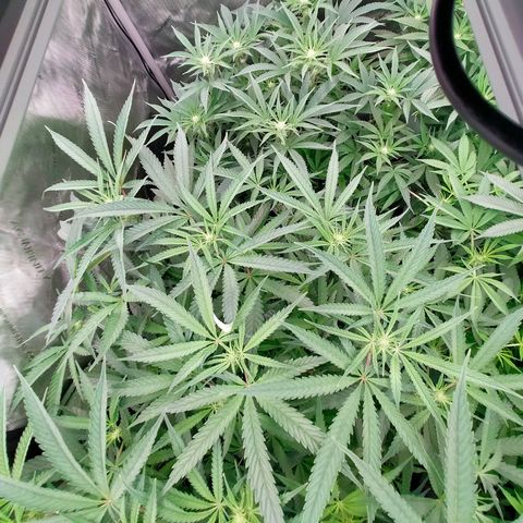 Trichome Orchards growlog timeline photo