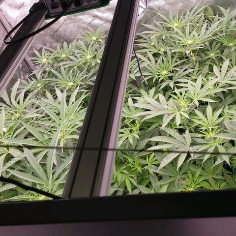 Trichome Orchards growlog timeline photo