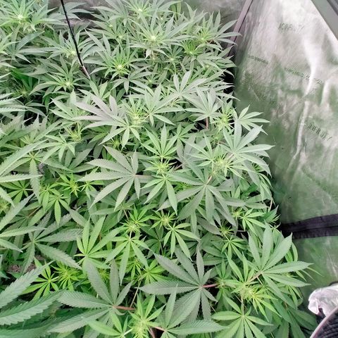 Trichome Orchards growlog timeline photo