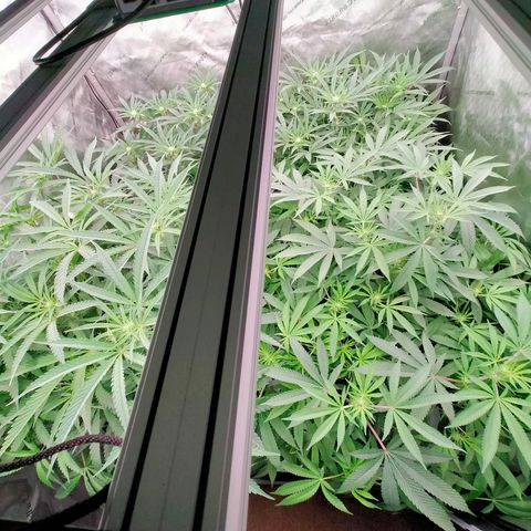 Trichome Orchards growlog timeline photo