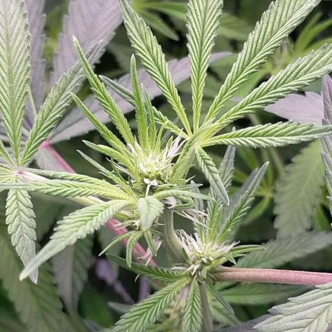 Trichome Orchards growlog timeline photo