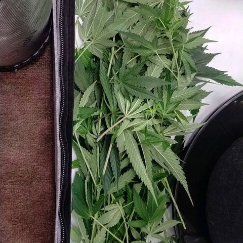 Trichome Orchards growlog photo: Lower branches 