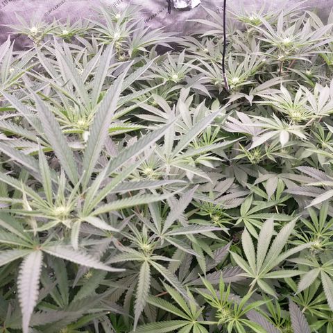 Trichome Orchards growlog photo: Before defol! 