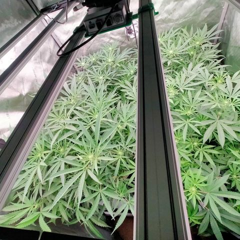 Trichome Orchards growlog photo: Before defol! 