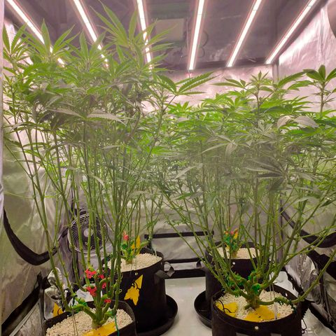 Trichome Orchards growlog photo: Before defol! 