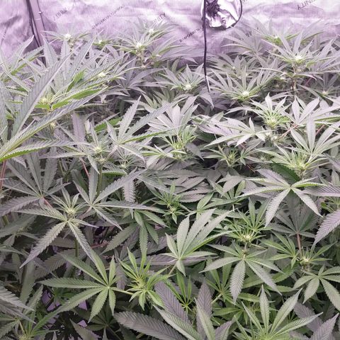 Trichome Orchards growlog photo: Before defol! 