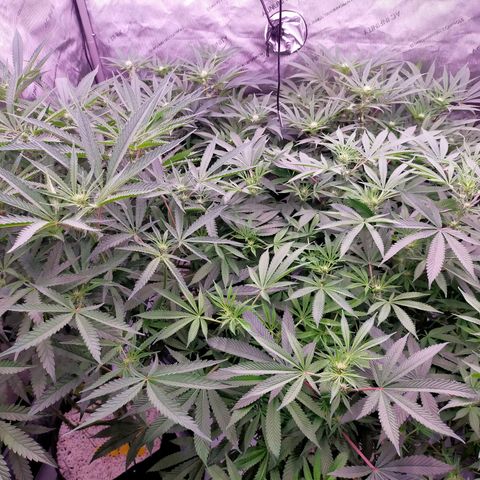 Trichome Orchards growlog photo: Before defol! 