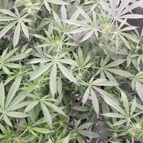 Trichome Orchards growlog photo: After defol!