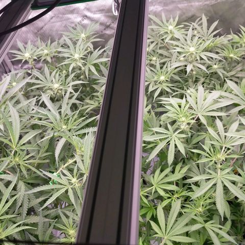 Trichome Orchards growlog photo: After defol!