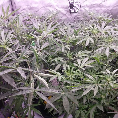 Trichome Orchards growlog photo: After defol!