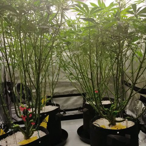 Trichome Orchards growlog photo: After defol!