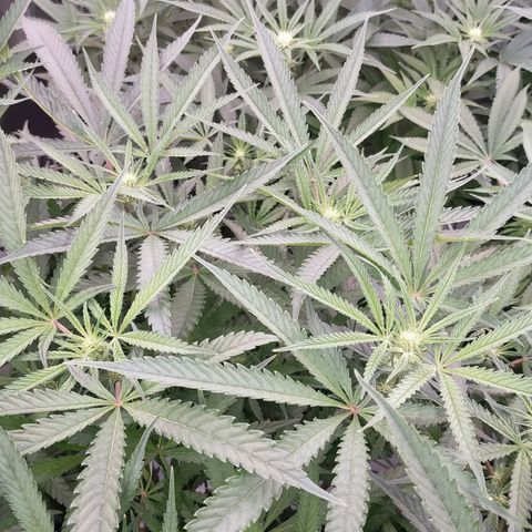 Trichome Orchards growlog photo: Before defol! 