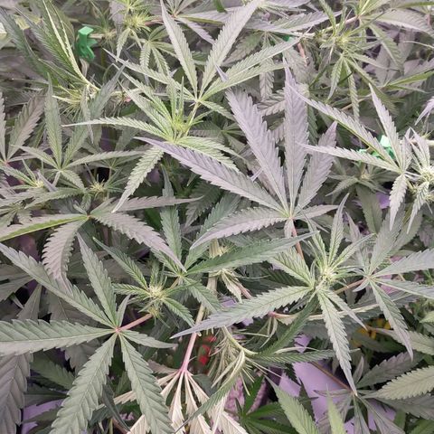 Trichome Orchards growlog photo: After defol!