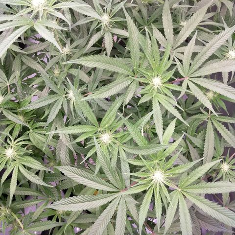 Trichome Orchards growlog photo: After defol!