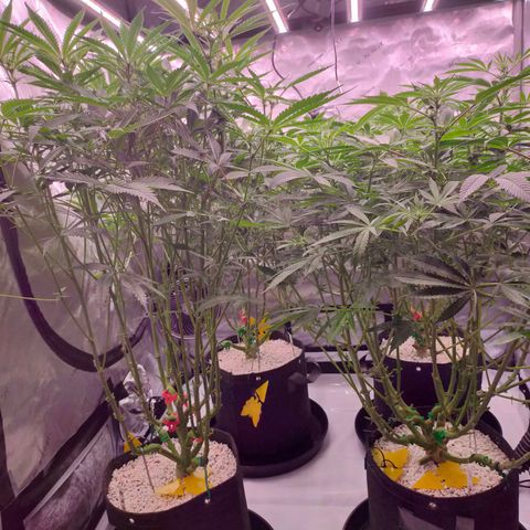 Trichome Orchards growlog photo: Before defol! 