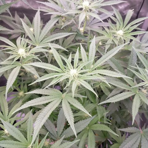 Trichome Orchards growlog photo: After defol!